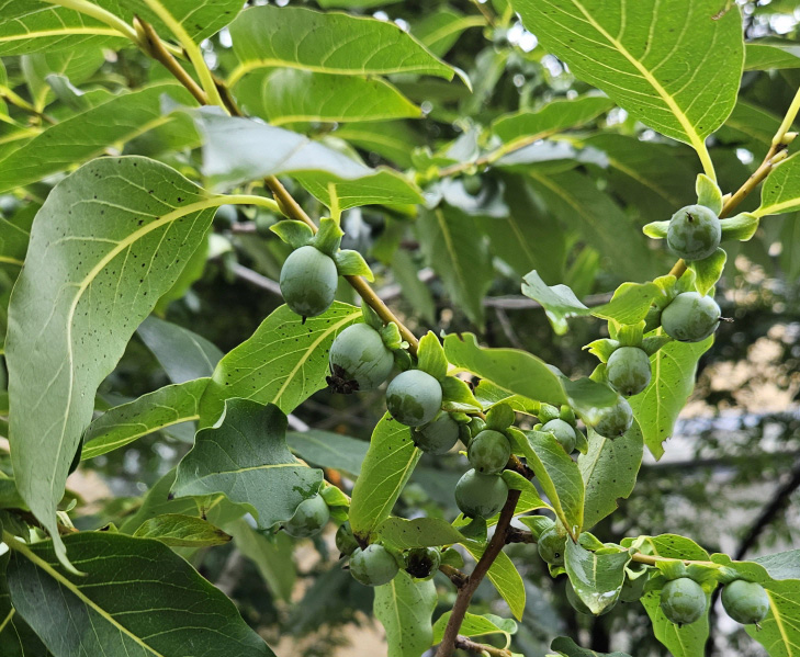 고욤나무 열매2
