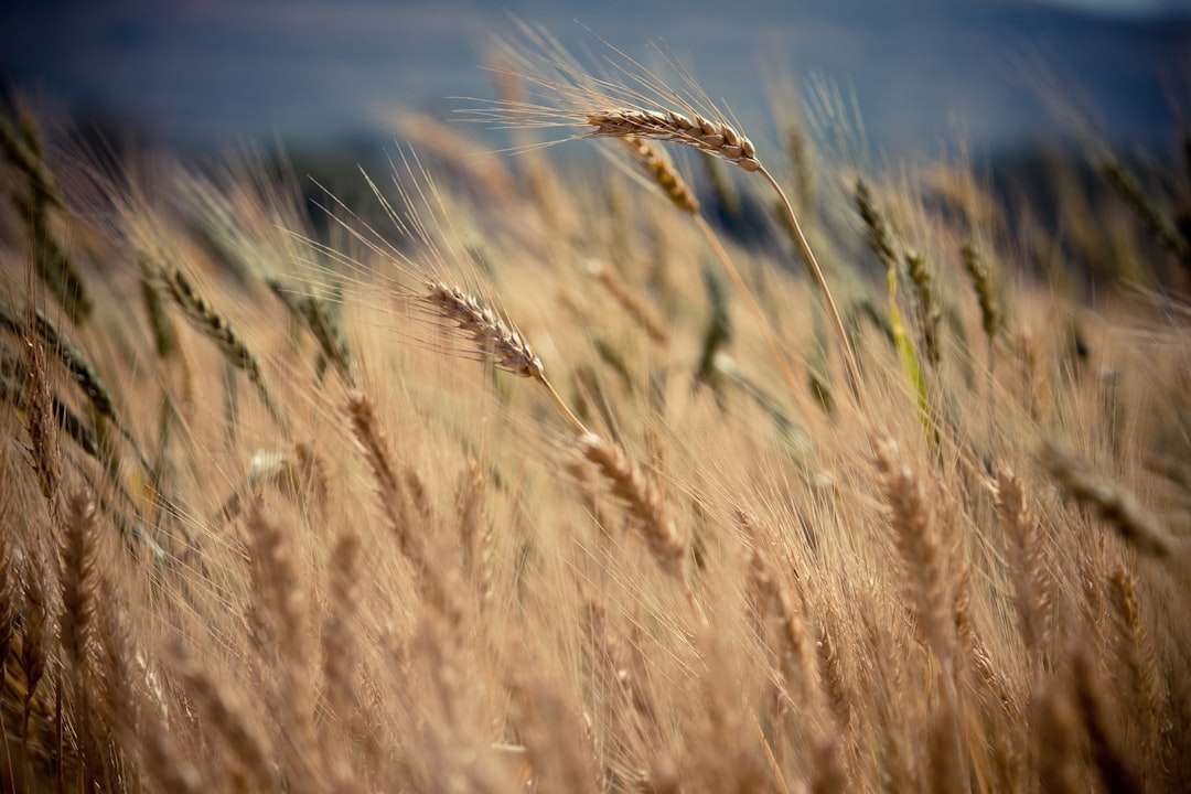 Agricultural land