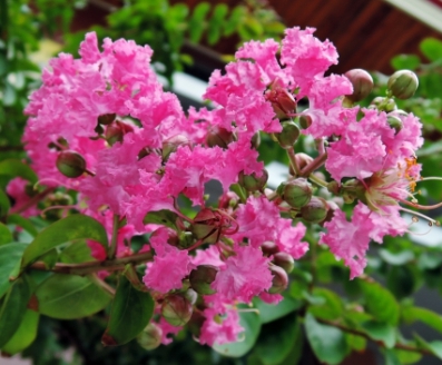 가을에 피는 꽃 배롱나무