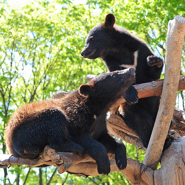 곰 2마리 사진
