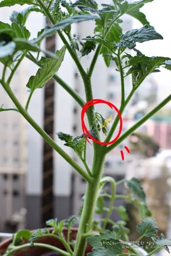 모종 고르는 법 줄기 굵기 잎색 뿌리상태 병해 흔적 확인_19