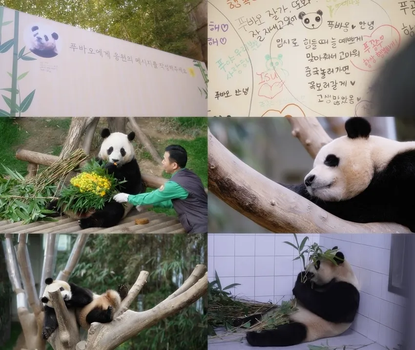 동물농장 푸바오