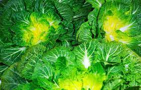 싱싱한 봄동의 사진입니다