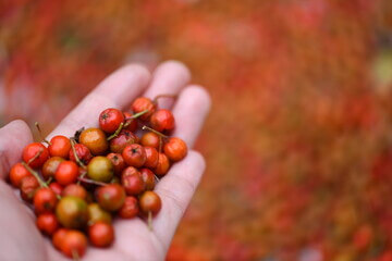마가목 효능은 우리가 생각하는 것보다 효능이 매우 많습니다.