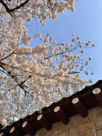 서울 벚꽃 명소 추천 베스트10_23