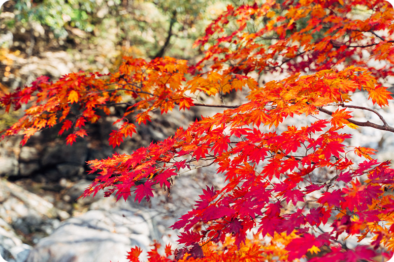 지리산 피아골 단풍축제 단풍절정시기 이미지/출처: 구례군청 홈페이지