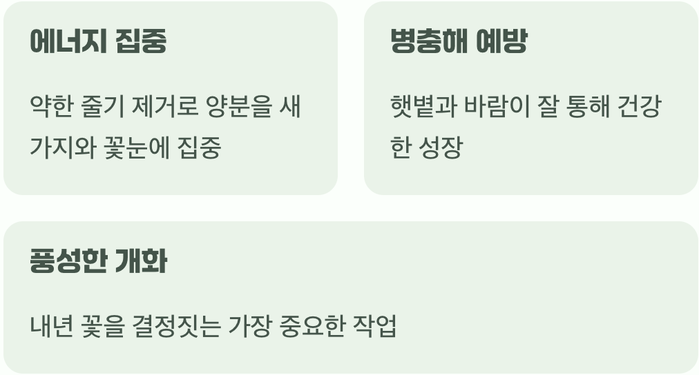 가지치기, 왜 꼭 해야 할까요?