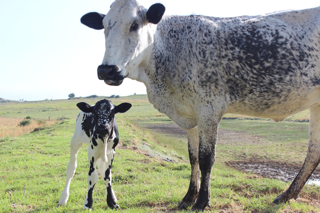 Calf