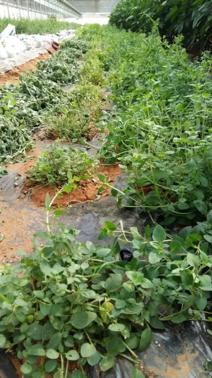 오레가노 재배 삽목 번식 통풍 관리 잎 수확_6