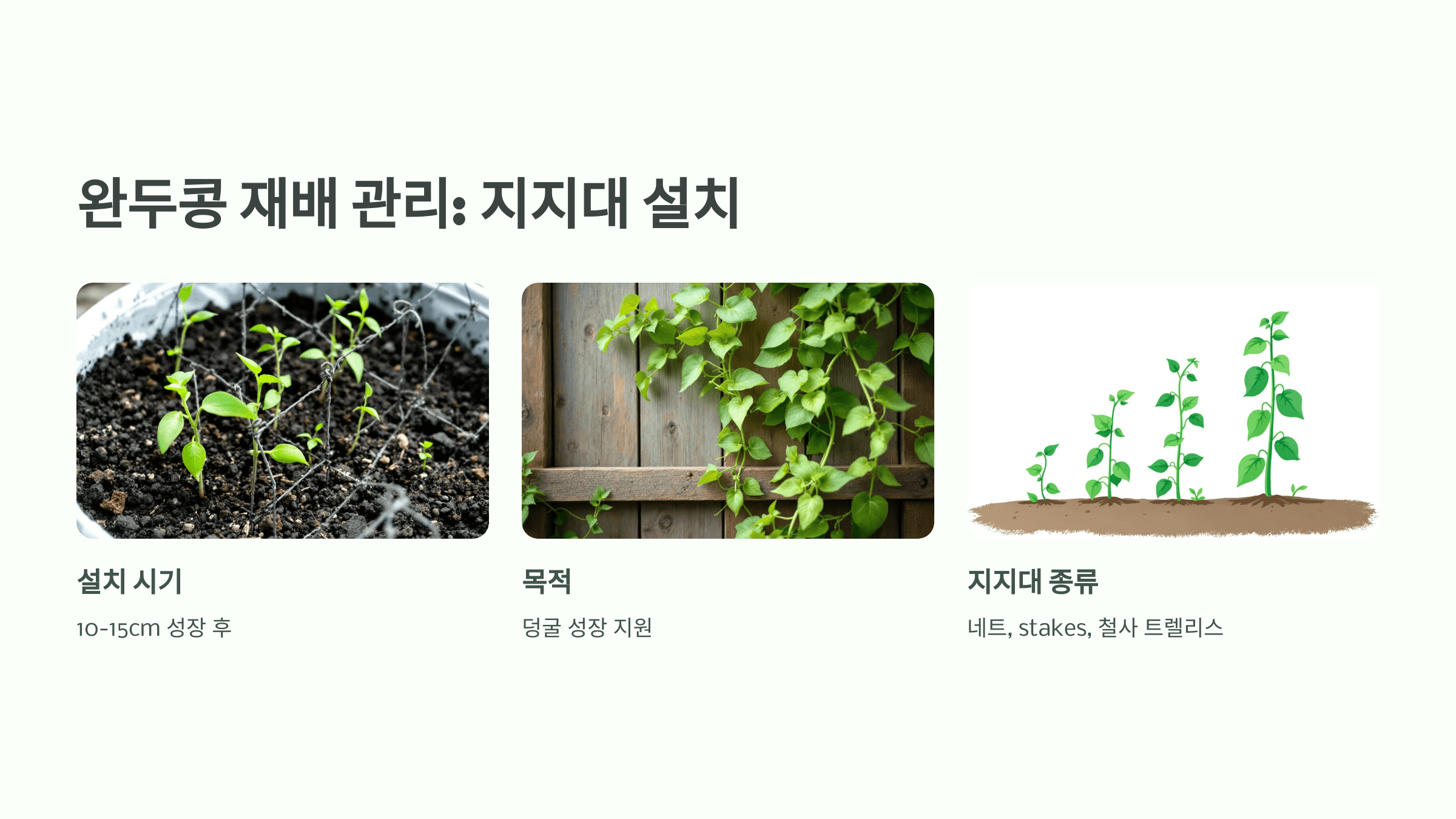 완두콩 사진입니다.