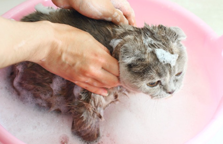 고양이를 씻는다.