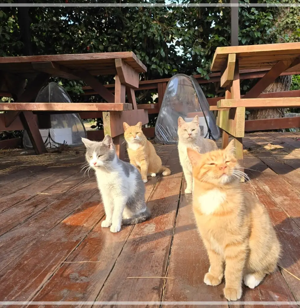 제주-김녕미로공원-입장료-운영-시간