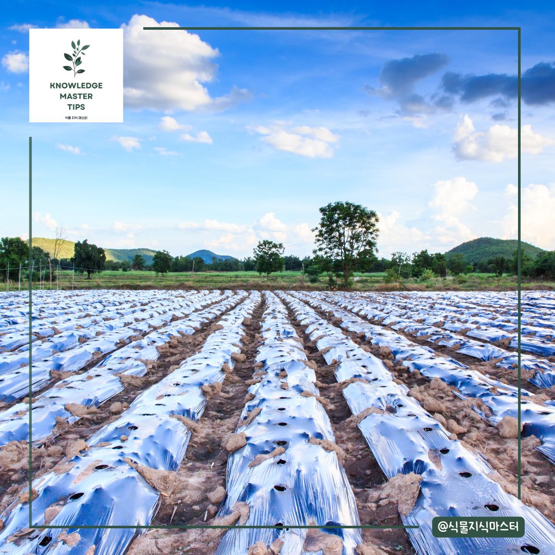 심은 후 관리 겨울철 대비