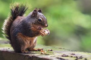땅콩 수확시기 심는시기 심는 방법