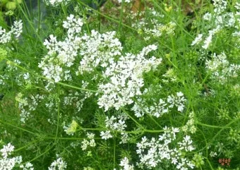 고수 나물 요리 재배 먹는법 무침 김치 만드는 법_8