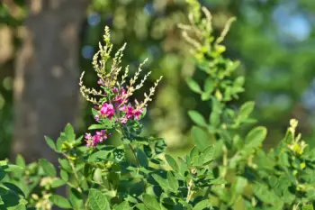 야관문 효능효과 먹는방법, 부작용