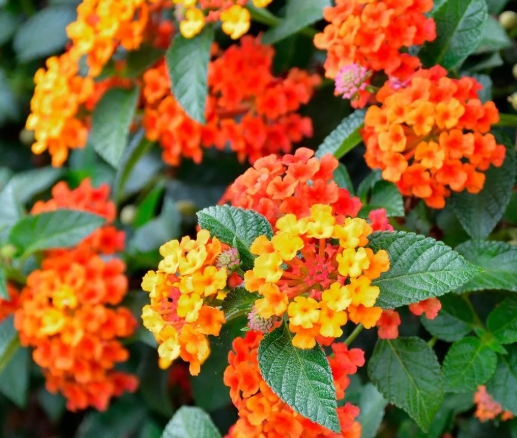 가을에 피는 꽃 란타나