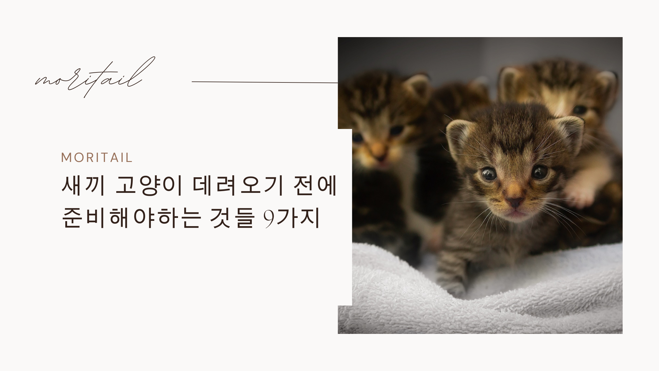 새끼 고양이 데려오기 전에 준비해야하는 것들 9가지