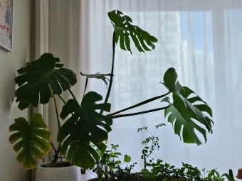 북향집 식물 선택 저조도관리 물주기 식물등 활용 방법_14