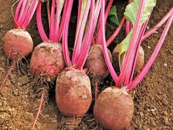 비트 재배 씨앗 불리기 발아 촉진 솎아 내기_5