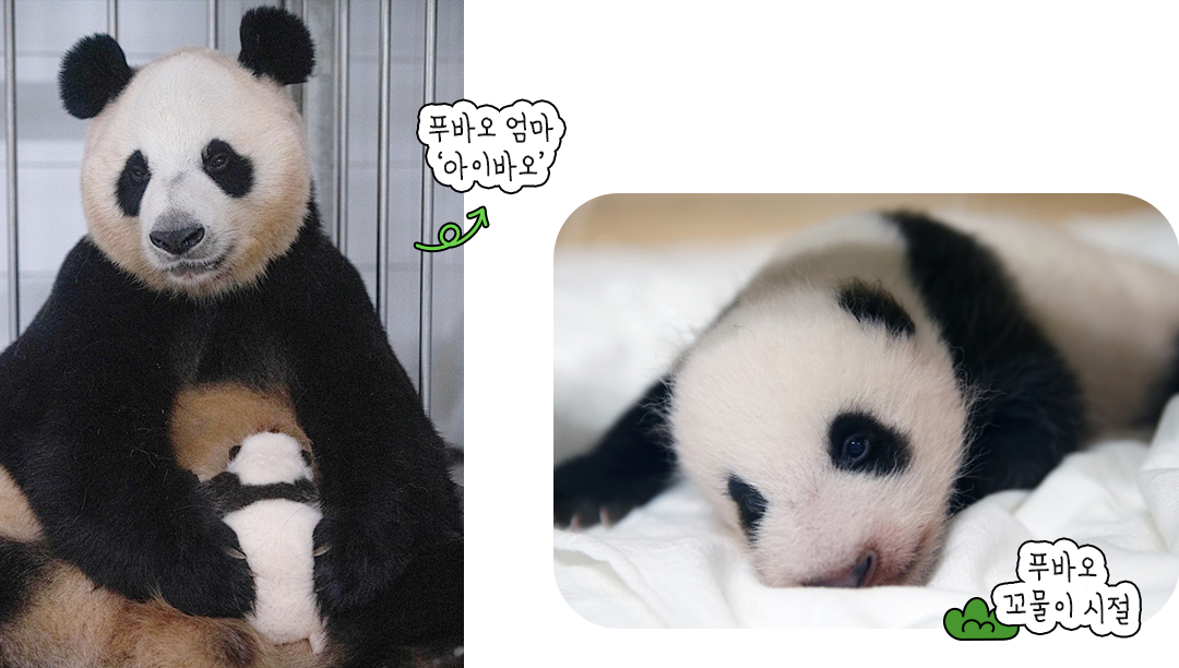 #푸바오 #아이바오