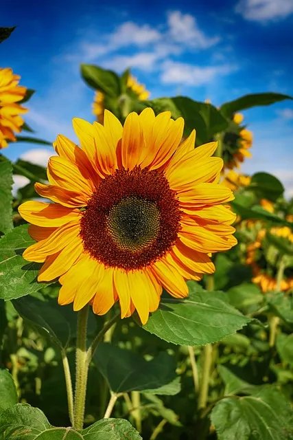 해바라기 재배 파종 깊이 지주 세우기 씨앗 수확_7