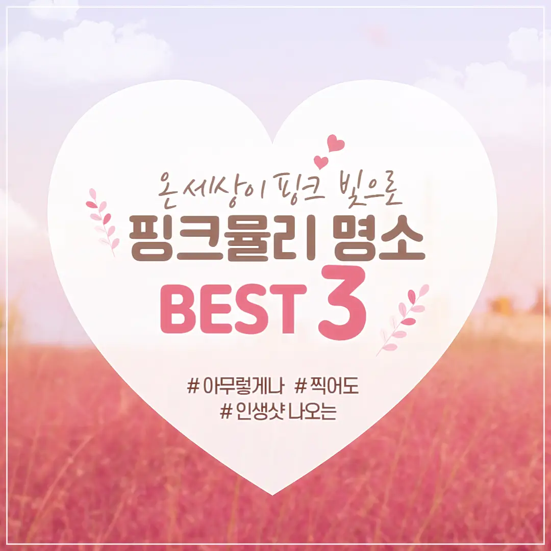 핑크뮬리 축제