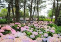 휴애리수국축제