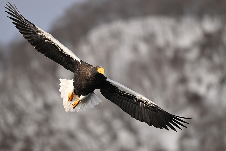 NIKKOR Z 180-600mm