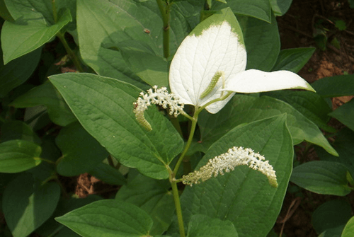 삼백초12