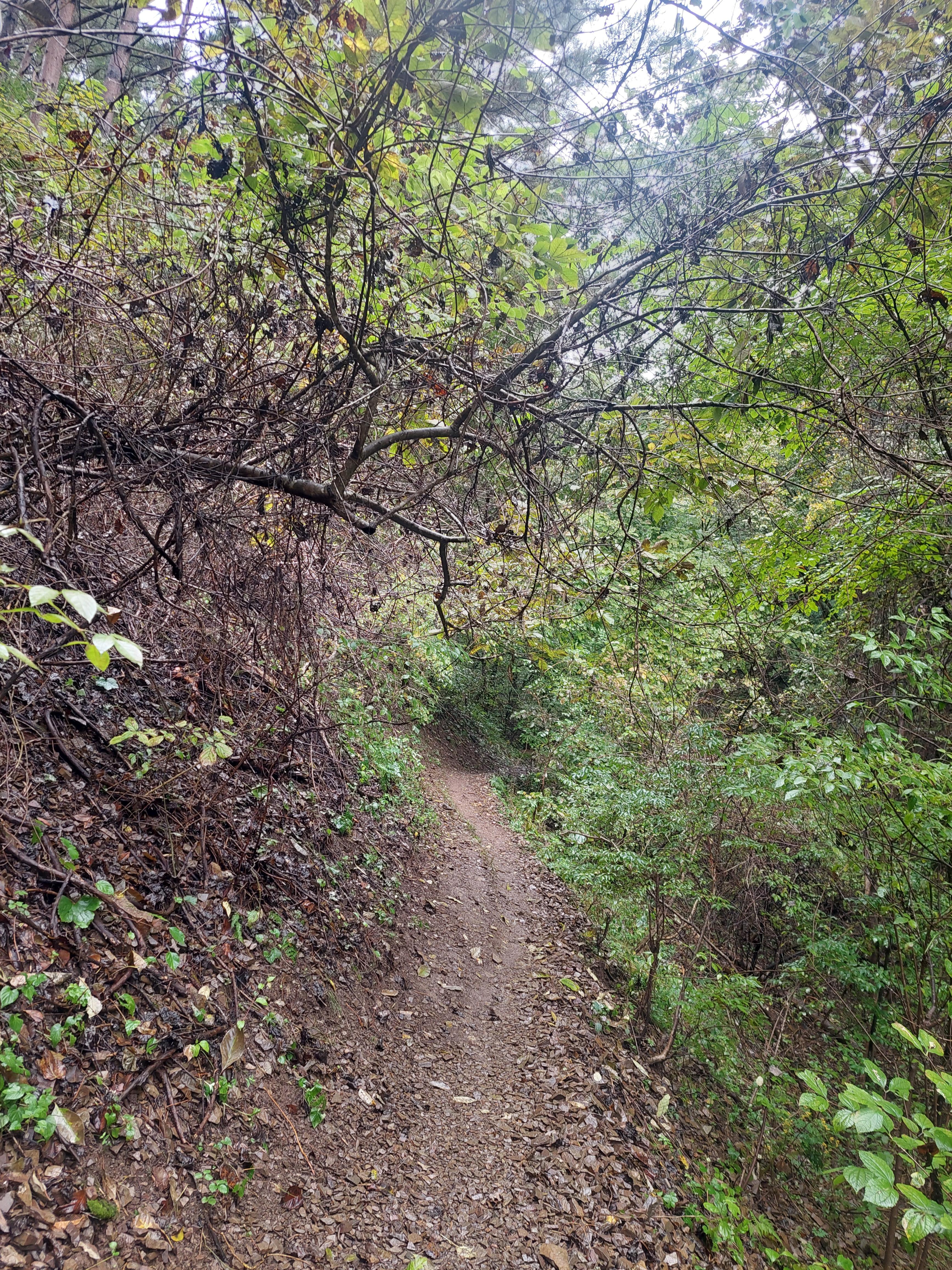 민둥산