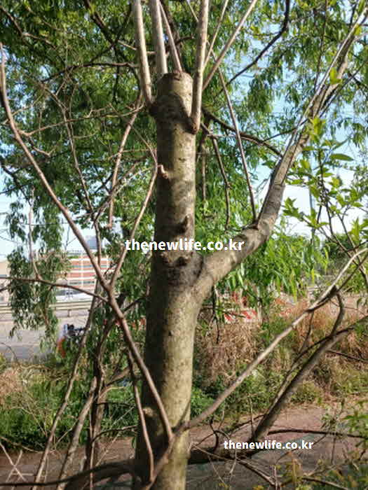 꾸지뽕 효능 고혈압 루틴 플라보노이드