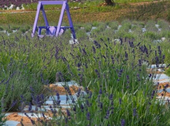 고창청농원 라벤더 축제