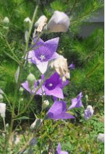 가래에 좋은 음식