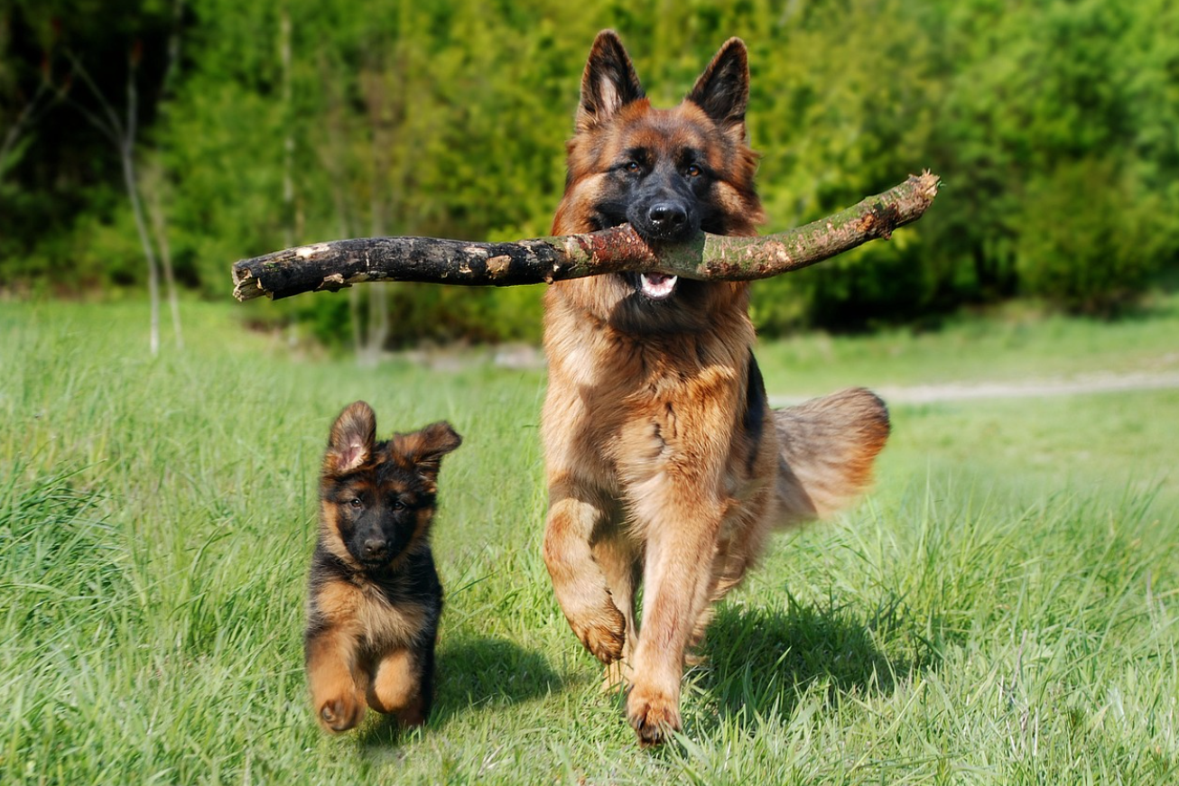 다견 가정의 질투와 경쟁: 반려견에게 평등보다 중요한 '규칙'의 심리학