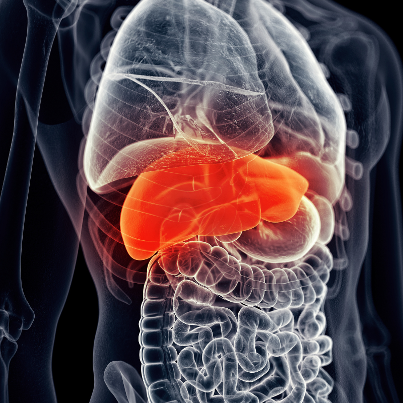 지방간 원인 증상