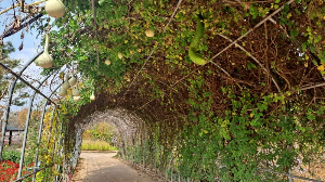 화성_우리꽃식물원_국화전시회