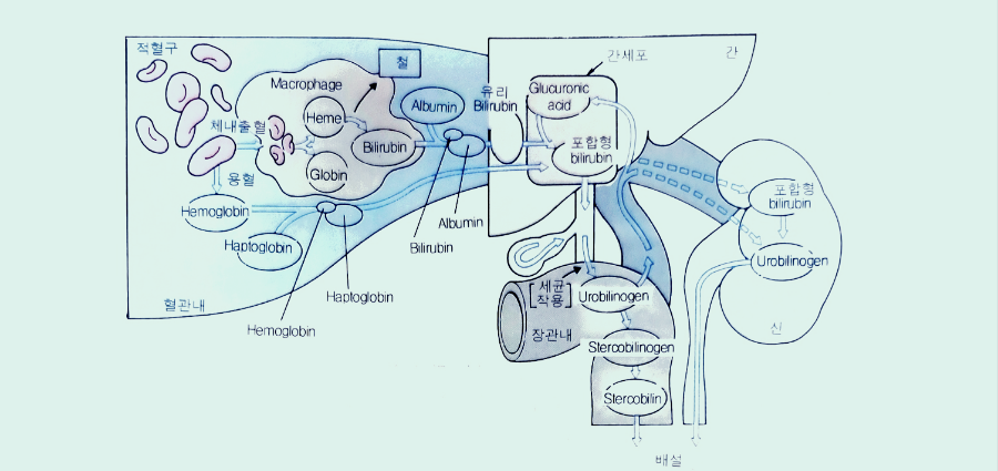 Bilirubin의 형성과 배설