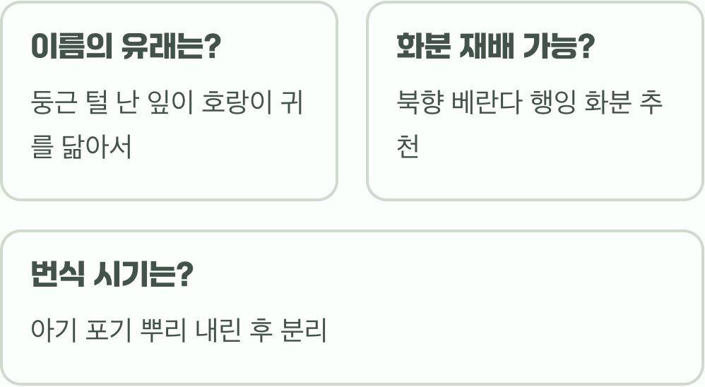 한번 심으면 잡초처럼? 범의귀의 무서운 번식력(러너)과 관리법