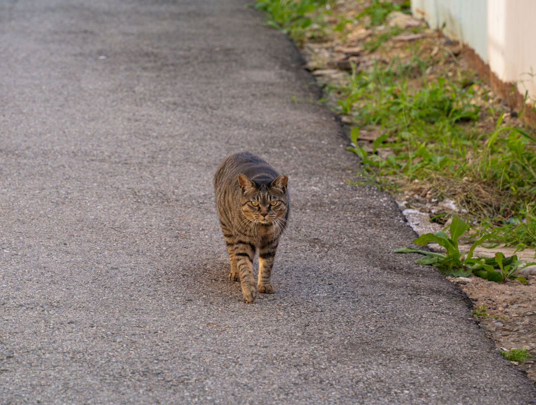 지동벽화마을 고양이