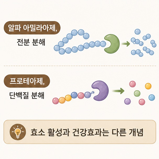 알파 아밀라아제가 전분 분해에 작용하고 프로테아제가 단백질 분해에 작용하지만 효소 활성이 특정 건강효과를 바로 의미하지는 않음을 보여 주는 그림