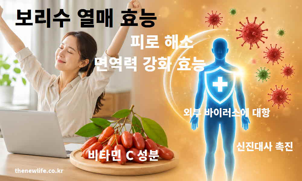보리수 열매 효능 피로 해소 면역력 강화