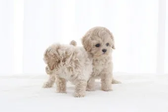 말티푸가격 2024년 솔직한 분양가 정보_4