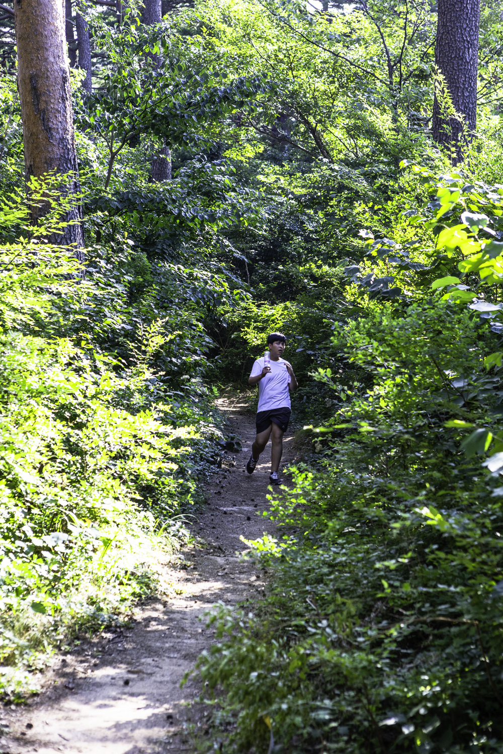 대관령소나무길