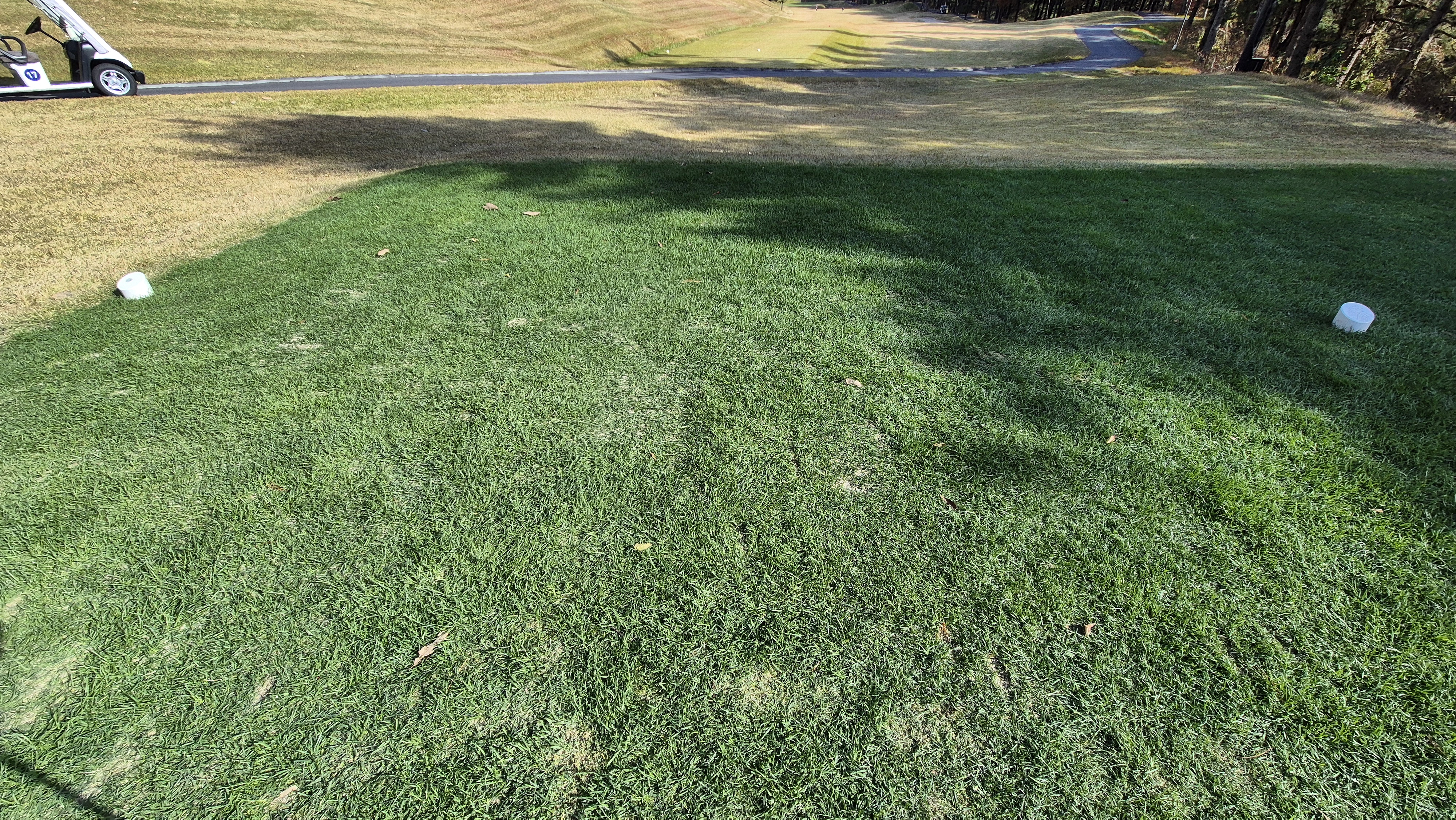 세종에머슨cc 밸리-마운틴 코스 티잉구역 상태