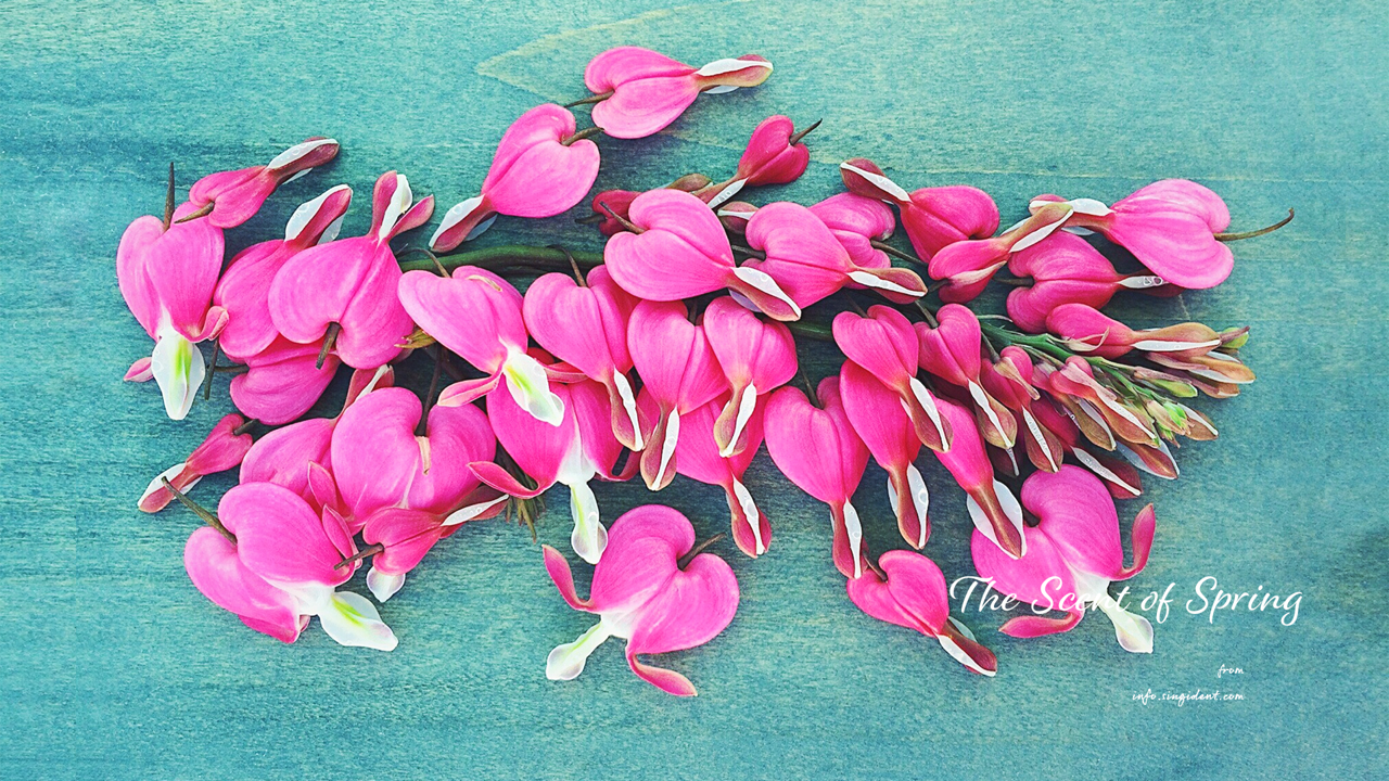 04 금낭화 꽃더미 C - The Scent of Spring 꽃배경화면