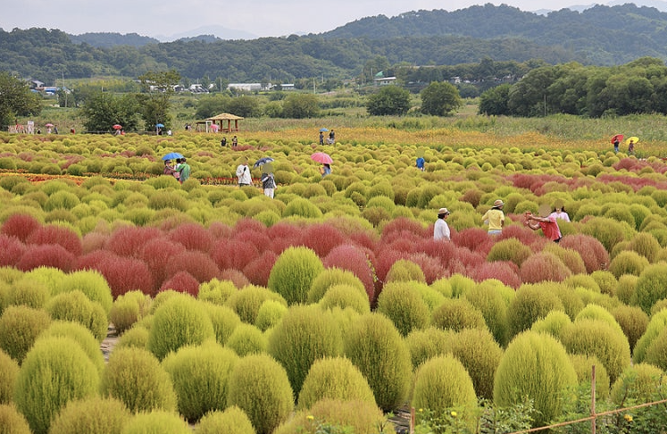 임진강 댑싸리공원 이미지