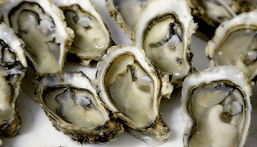 굴 여러 개가 놓여 있다