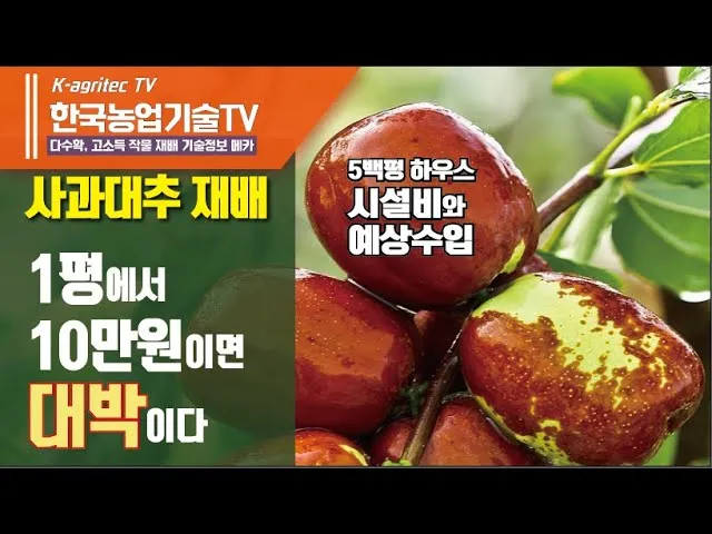 대추 재배 개화기 관리 봉지 씌우기 열매 터짐 예방_7