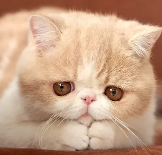 이그저틱 특징과 기르는 방법